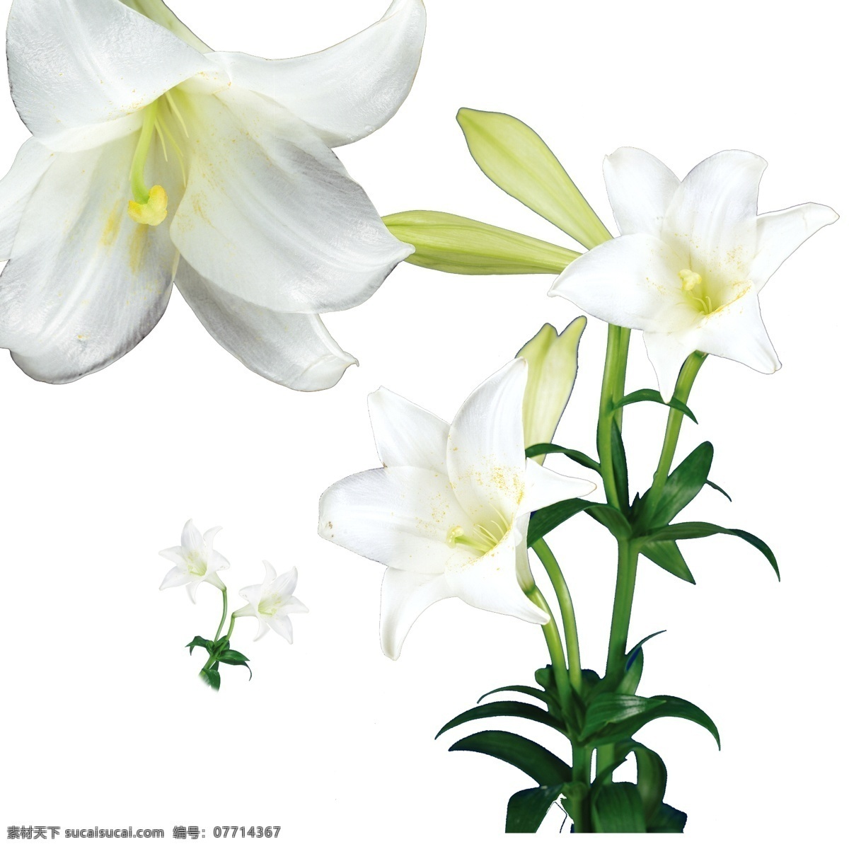 白色百合花 百合花 白百合 唯美花朵 鲜花 花卉 白色花朵 绿色 绿叶 叶子 花草 白色 花朵 花苞 花蕾 植物 分层 源文件