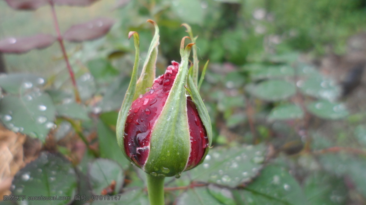 含苞待放 玫瑰 玫瑰花 花朵 花草 生物世界