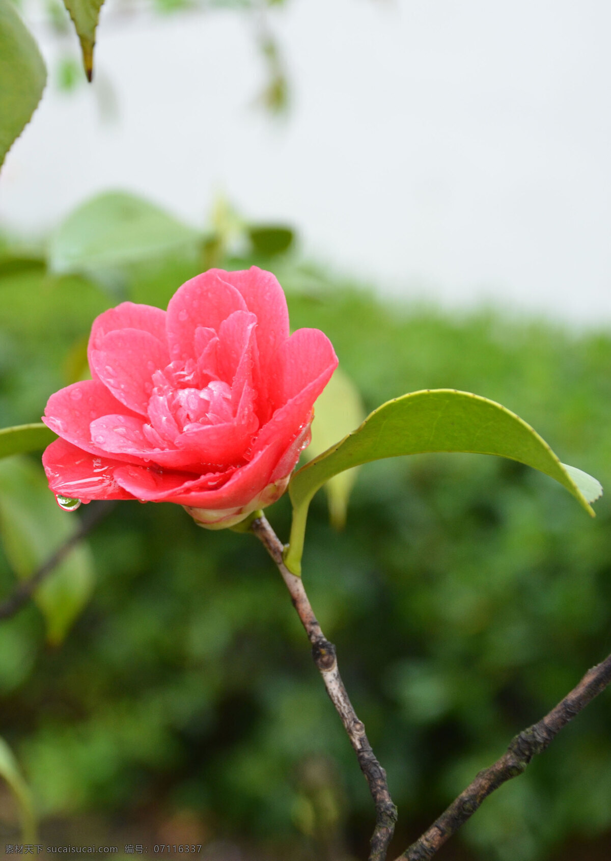 茶花 春雨 春花 花朵 雨滴 花草 生物世界