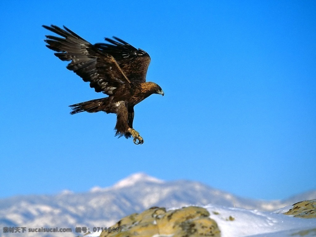 雄鹰 鹰 翱翔的雄鹰 生物世界 鸟类 摄影图库