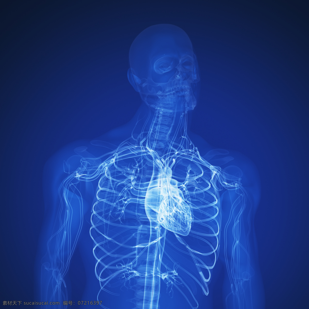 透视心脏 唯美 炫酷 人体 器官 心脏 科学研究 人体学 解剖学 科研 现代科技