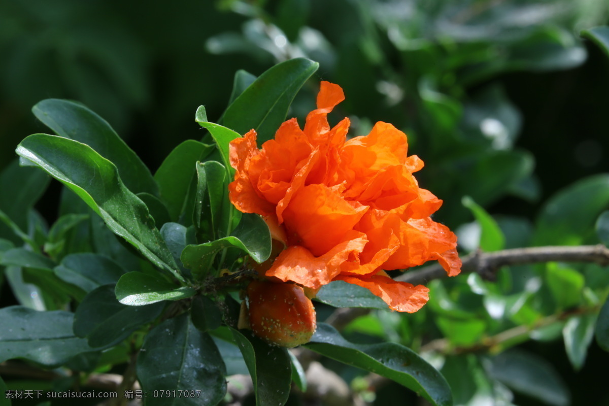 石榴 观赏花卉 安石榴 若榴 花卉 花儿 枝叶 石榴树 花草 植物 园林绿化 绿化景观 石榴花石榴 生物世界