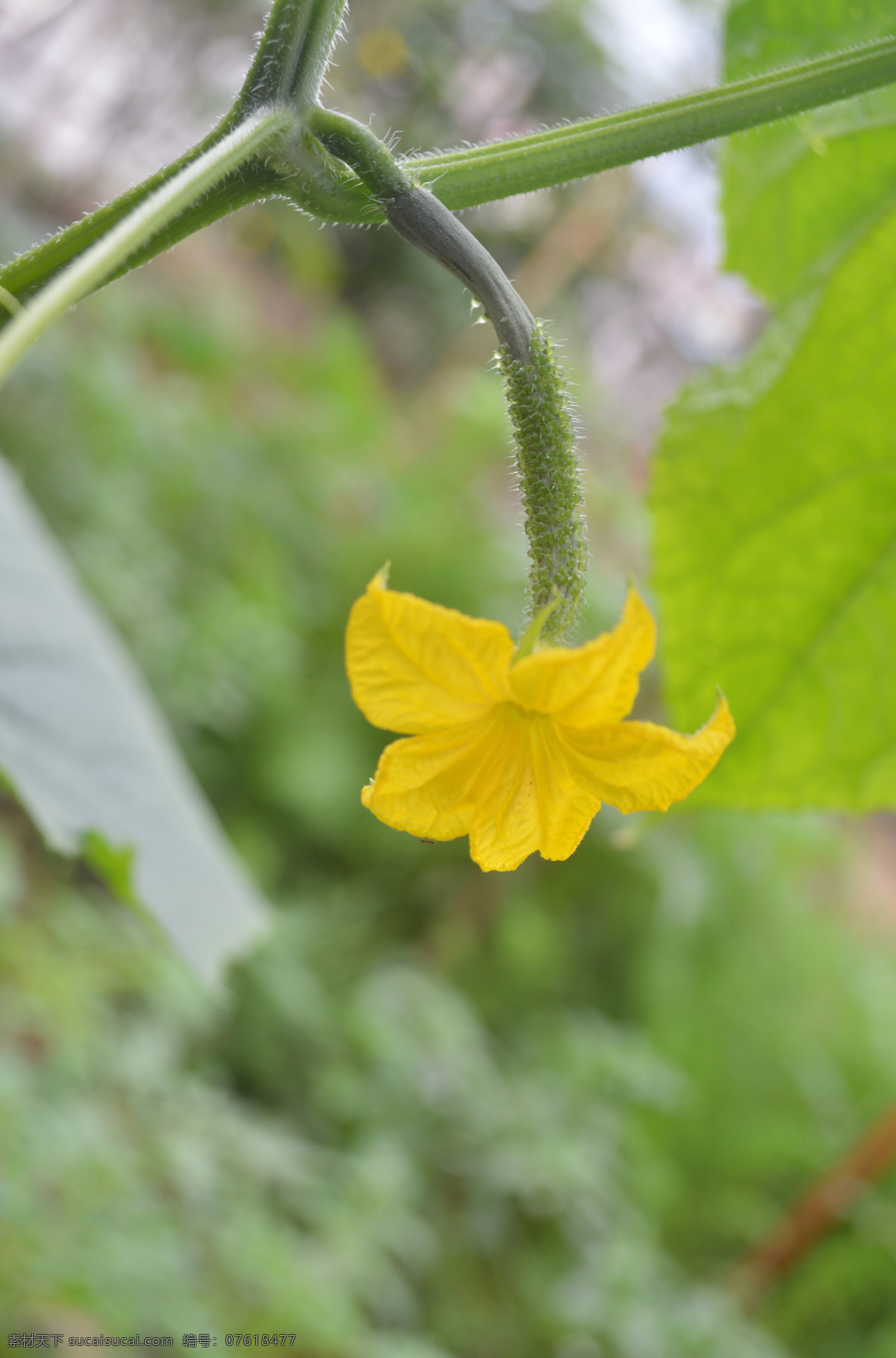 黄瓜 黄瓜花 黄瓜藤 蔬菜 小黄瓜 植物 花草 生物世界