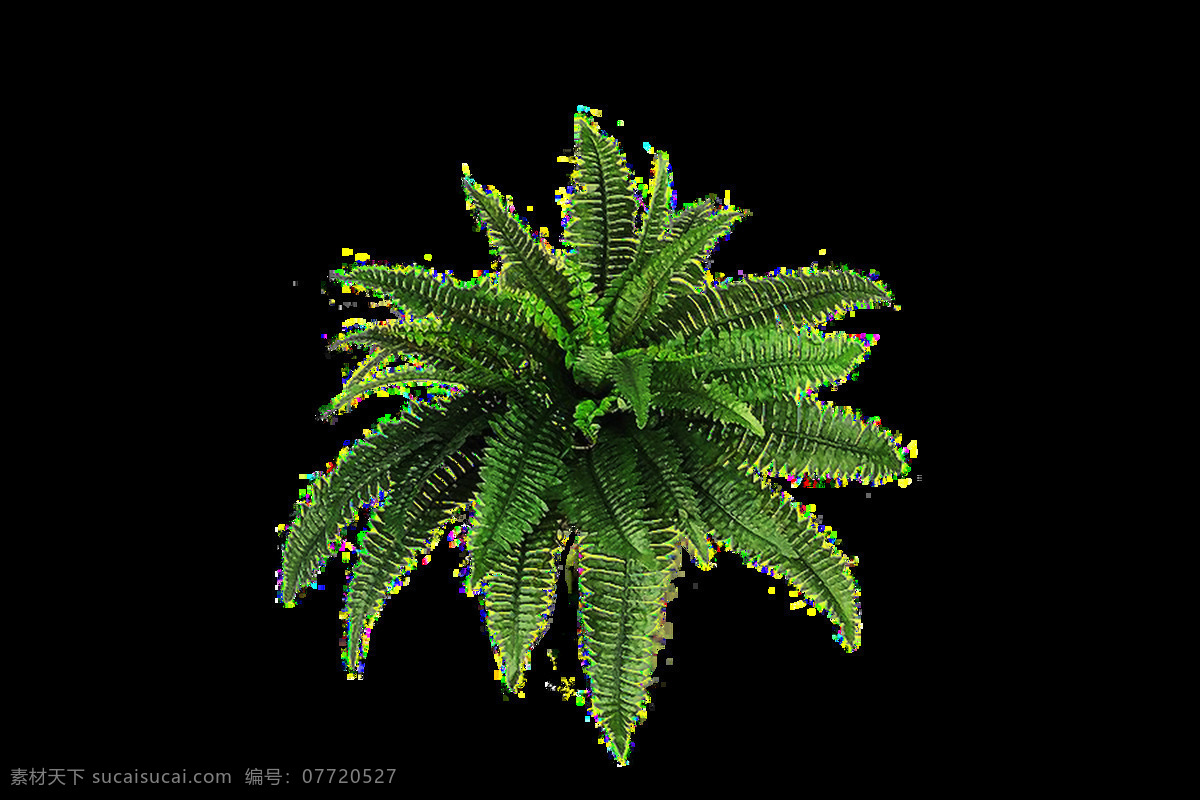 蕨类植物 透明 蕨类 植物 卡通 抠图专用 装饰 设计素材