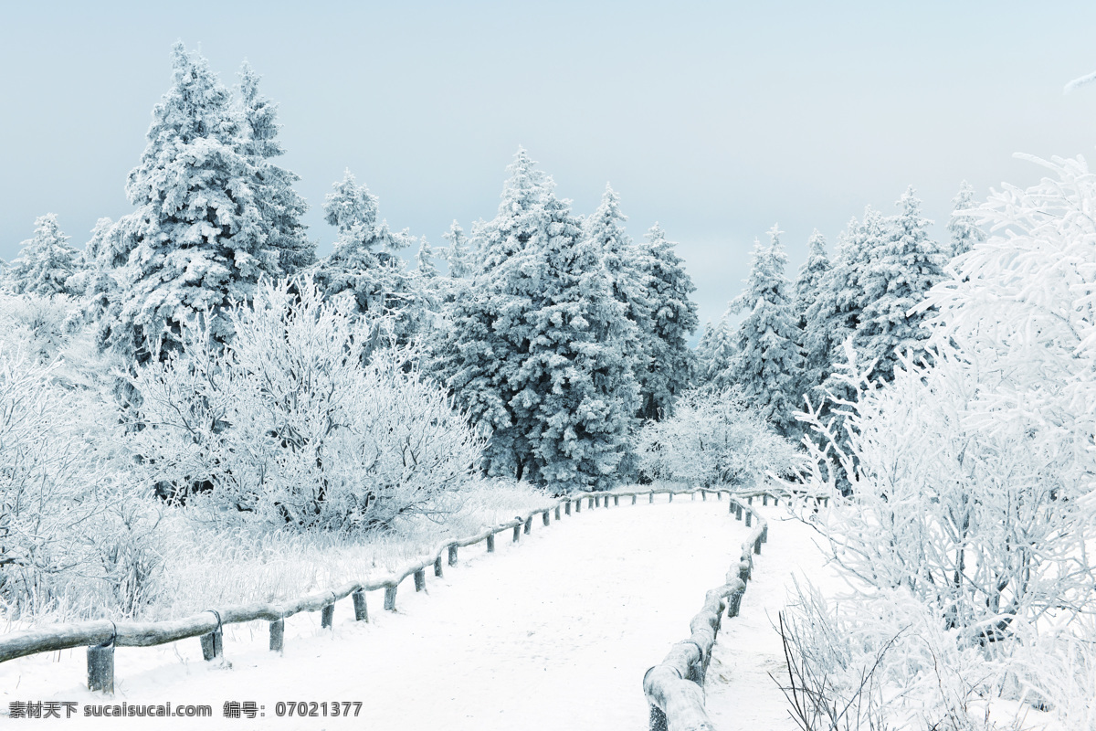 雪景 雪地 冬天 冬季 森林 松树 美景 自然 风景 小路 小径 篱笆 美丽自然 自然风景 自然景观