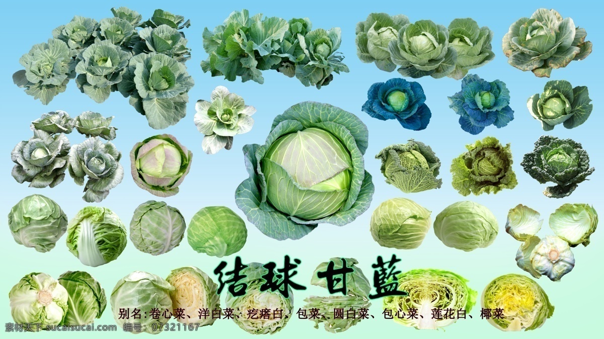 叶 菜 类 结 球 甘蓝 分层 叶菜 结球甘蓝 洋白菜 圆白菜 包菜 包心菜 茴子白 椰菜 生物世界 蔬菜
