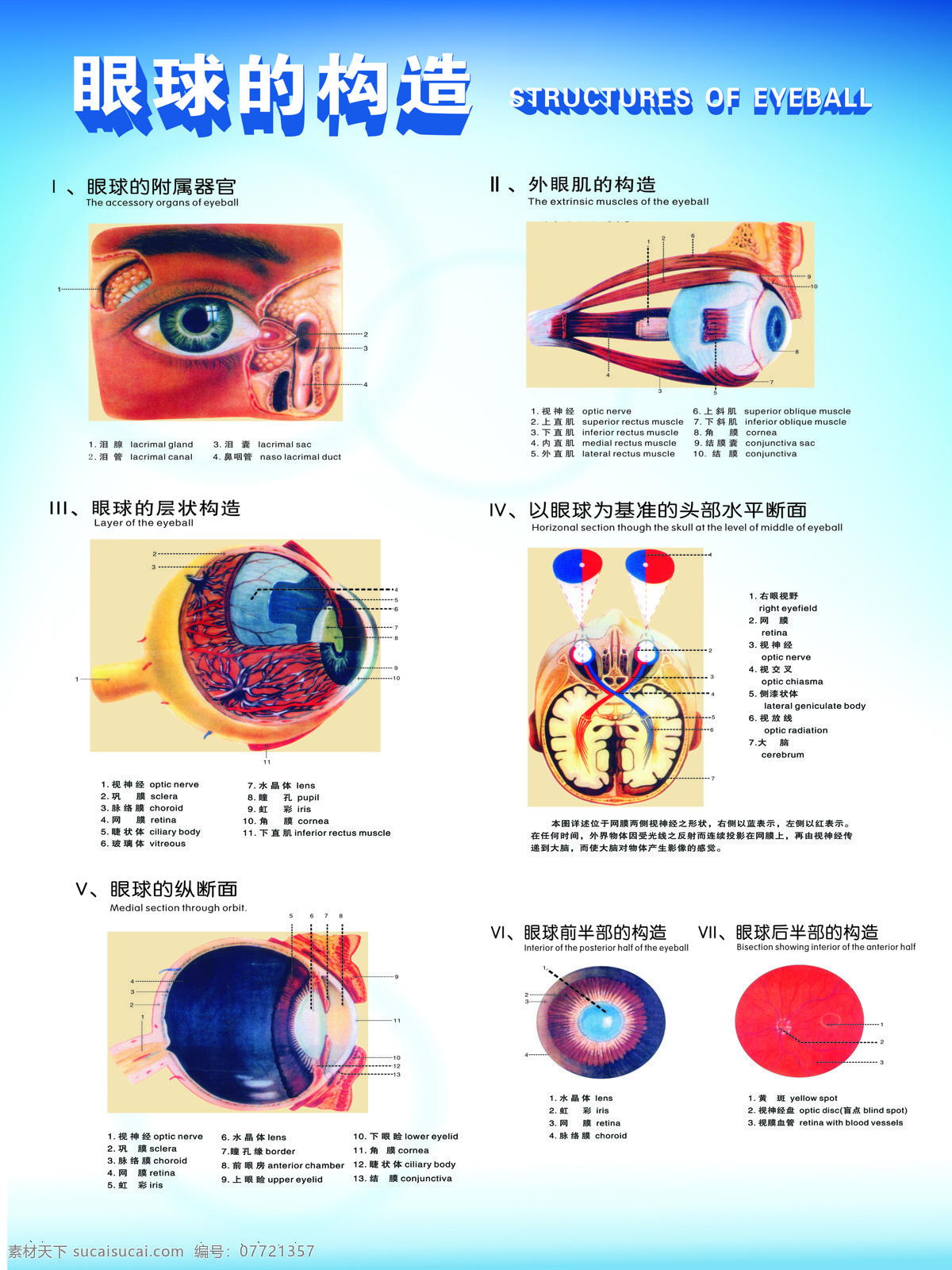 防近视海报 视力海报 护眼 眼镜 简单背景 眼球构造 室内广告设计