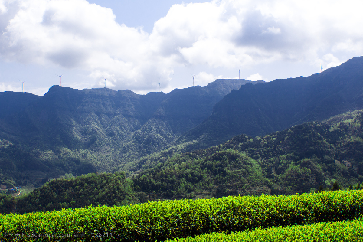 都匀毛尖 茶园 茶树茶叶 茶种植园 绿色茶园 茶园风光 生态茶园 茶园背景 茶园景观 高山茶园 茶叶产区 茶叶基地 茶树种植 茶山 茶场 信阳毛尖 毛尖茶 自然景观 自然风景