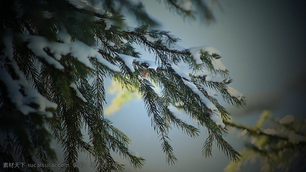 冬季松树 新疆 冬季 松树 实拍视频 mov 黑色