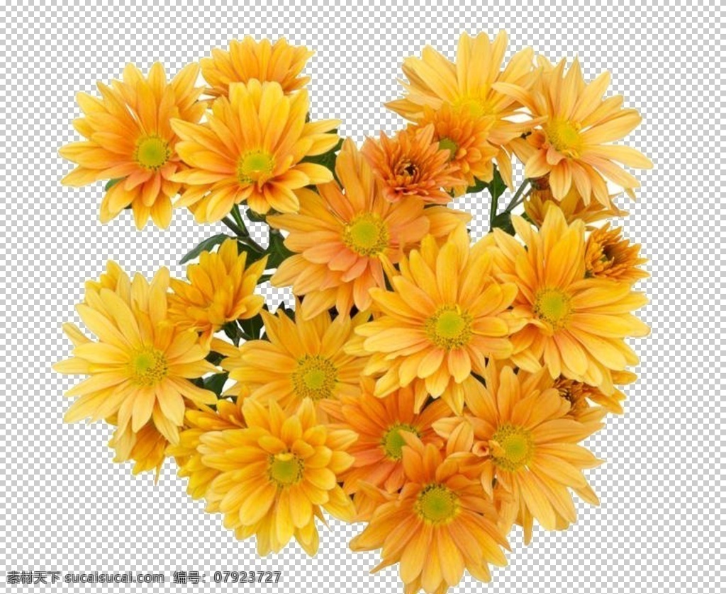 菊花装饰 菊花素材 菊花元素 黄菊花 黄色菊花 黄色元素 黄色素材 黄色装饰 花朵 菊花 花朵元素 花朵素材 水墨菊花 花瓣元素 花瓣素材 花瓣装饰 古典 中国风 古风 手绘菊花 悼念装饰 花 黄花 共享装饰元素