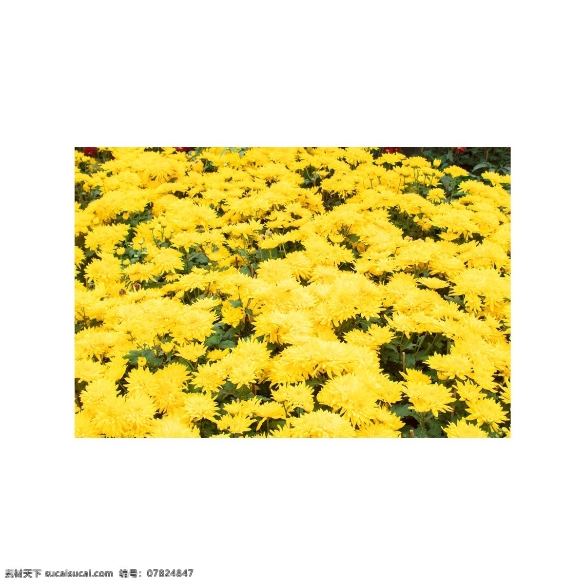黄色 菊花 实物 拍摄 图 黄色菊花 花丛 花圃 鲜花 观赏 赏花 美丽 实物拍摄 花卉 花朵 绿叶 植物