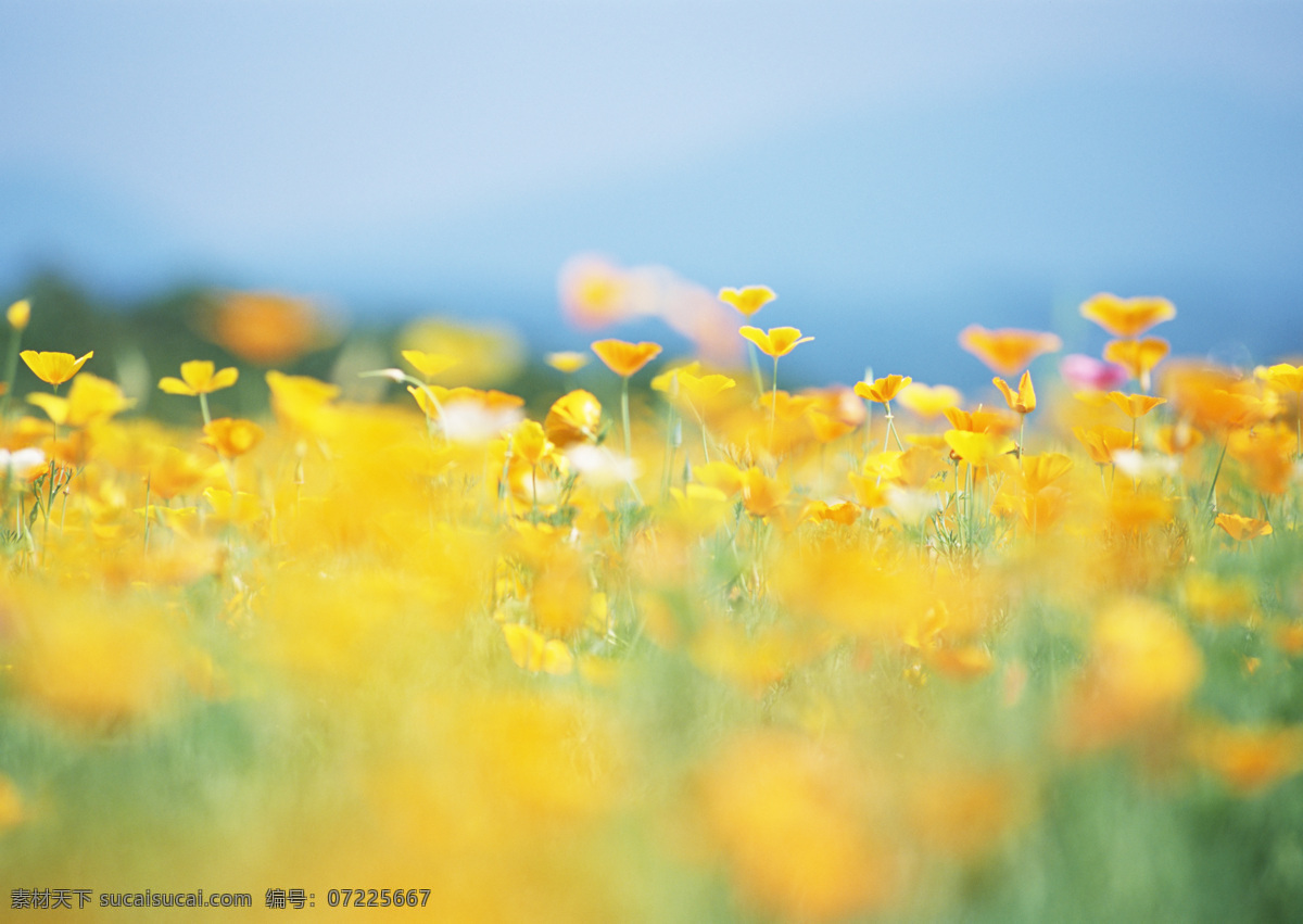 美丽 鲜花 背景 野花 花朵 绿色清新 清爽 鲜花背景 背景素材 美丽风景 摄影图 高清图片 花草树木 生物世界