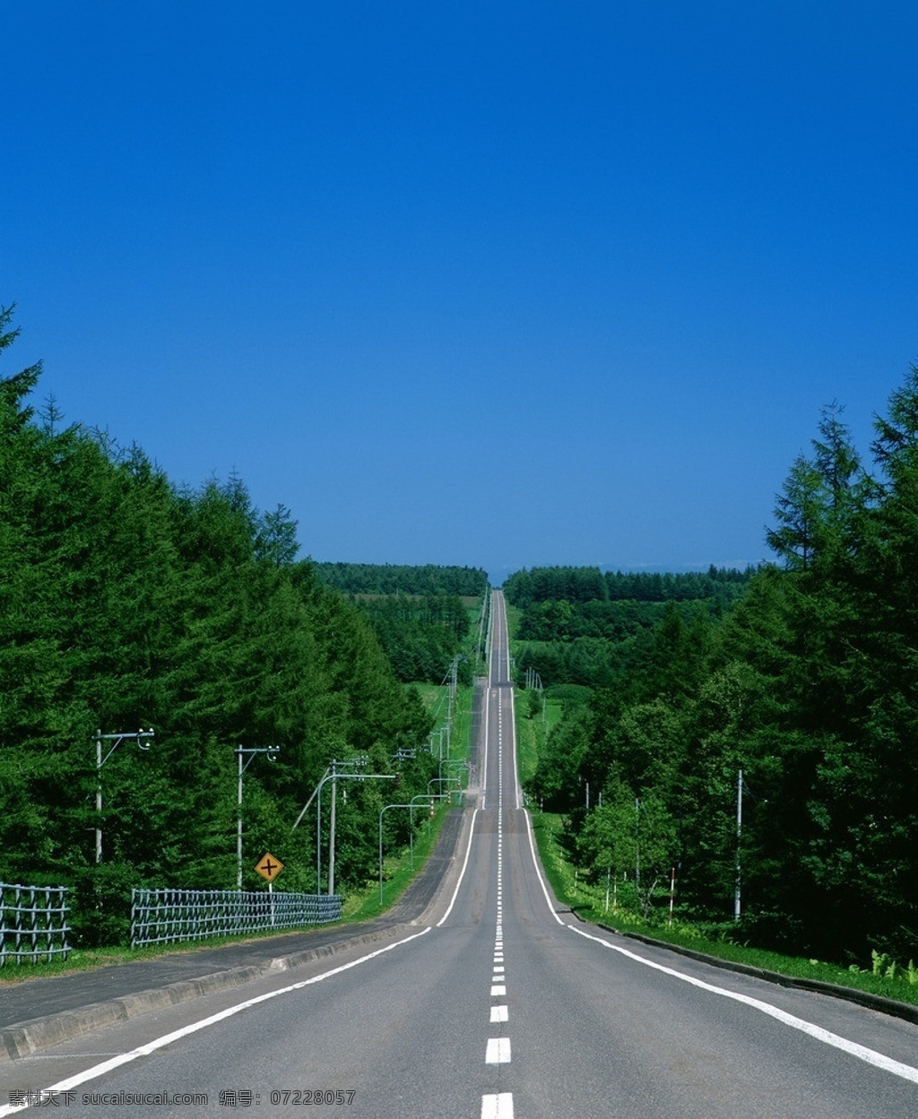 公路 树林 风景 花草 树木 马路 电杆树 蓝色天空 自然风景 自然景观