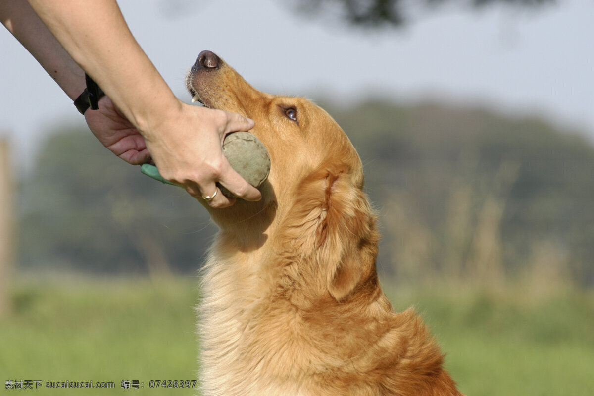 咬 东西 狗 宠物 可爱小狗 名贵 犬种 动物世界 宠物摄影 陆地动物 生物世界 狗狗图片