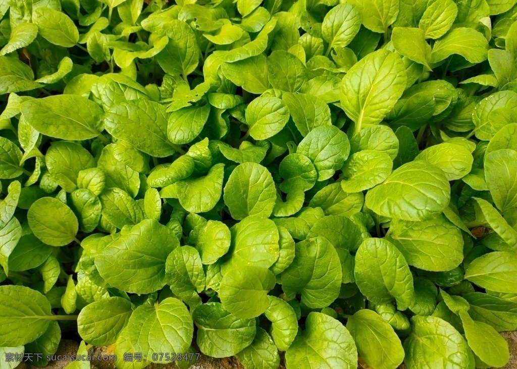 青菜图片 蔬菜 新鲜 食品 绿色 农业 青菜 植物 素食 维生素 有机蔬菜 菜叶 瓜 蛋 鸡蛋 菜市场 肉 菜地 菜园 生物世界