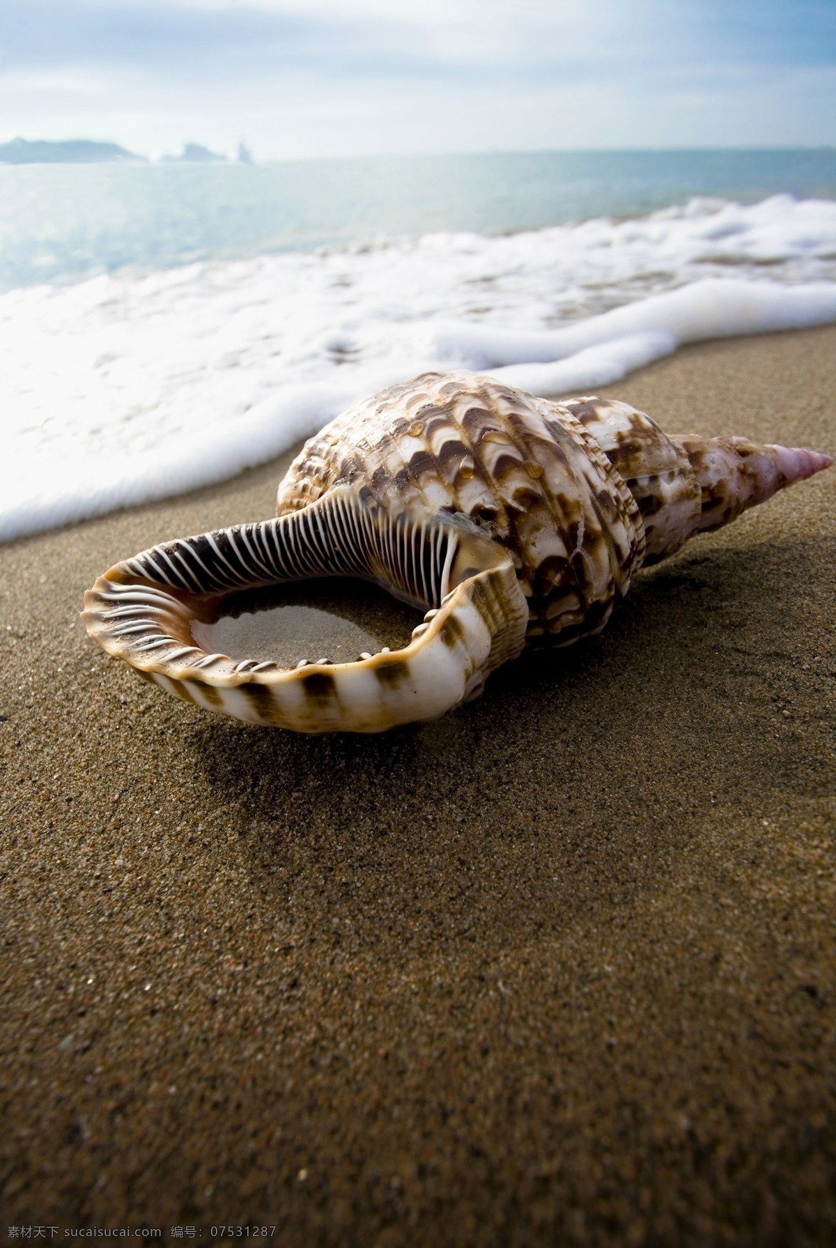 海洋生物 贝壳 海螺 海洋 生物世界 海底景色