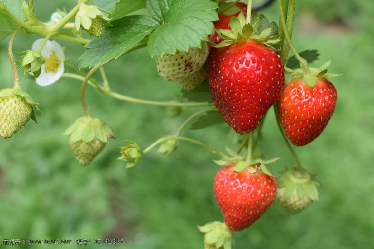 草莓叶 奶油草莓 水果 新鲜 新鲜水果 生物世界