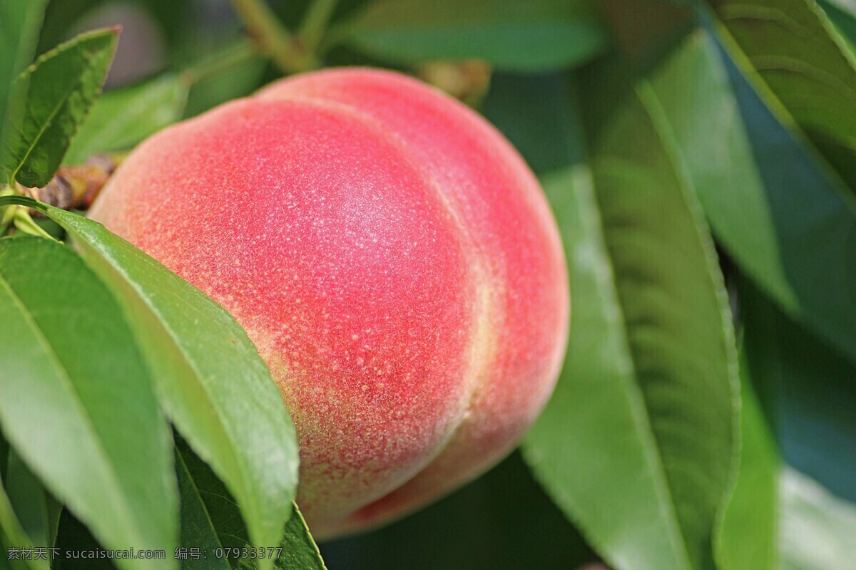 桃 黄桃 水蜜桃 蜜桃 油桃 蟠桃 寿星桃 碧桃 水果 食物 食品 新鲜水果 绿色食品 健康食品 健康食物 果实 热带水果 鲜果 农副产品 水果背景 桃子背景 桃子壁纸 桃子贴图 桃背景 桃壁纸 桃贴图 生物世界