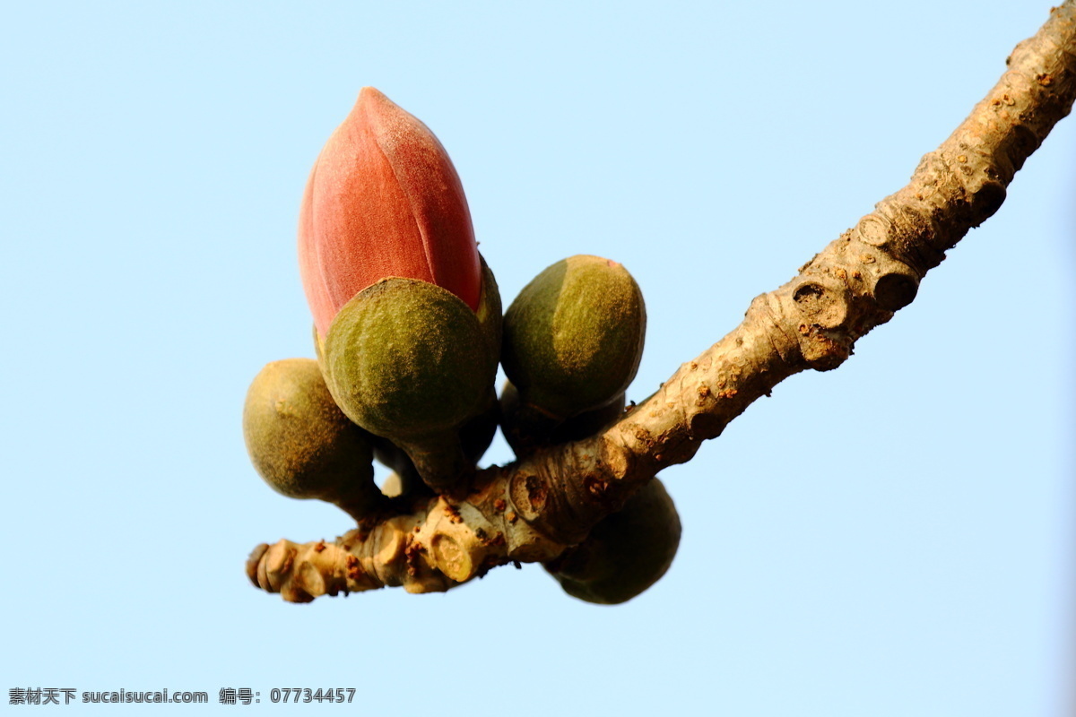 木棉花