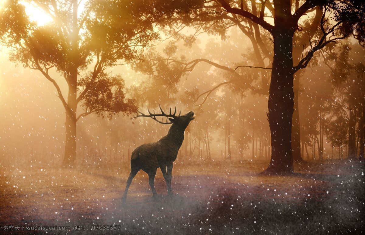 林深见鹿 森林 鹿 树木 阳光 背景 壁纸 动物 生物世界 野生动物