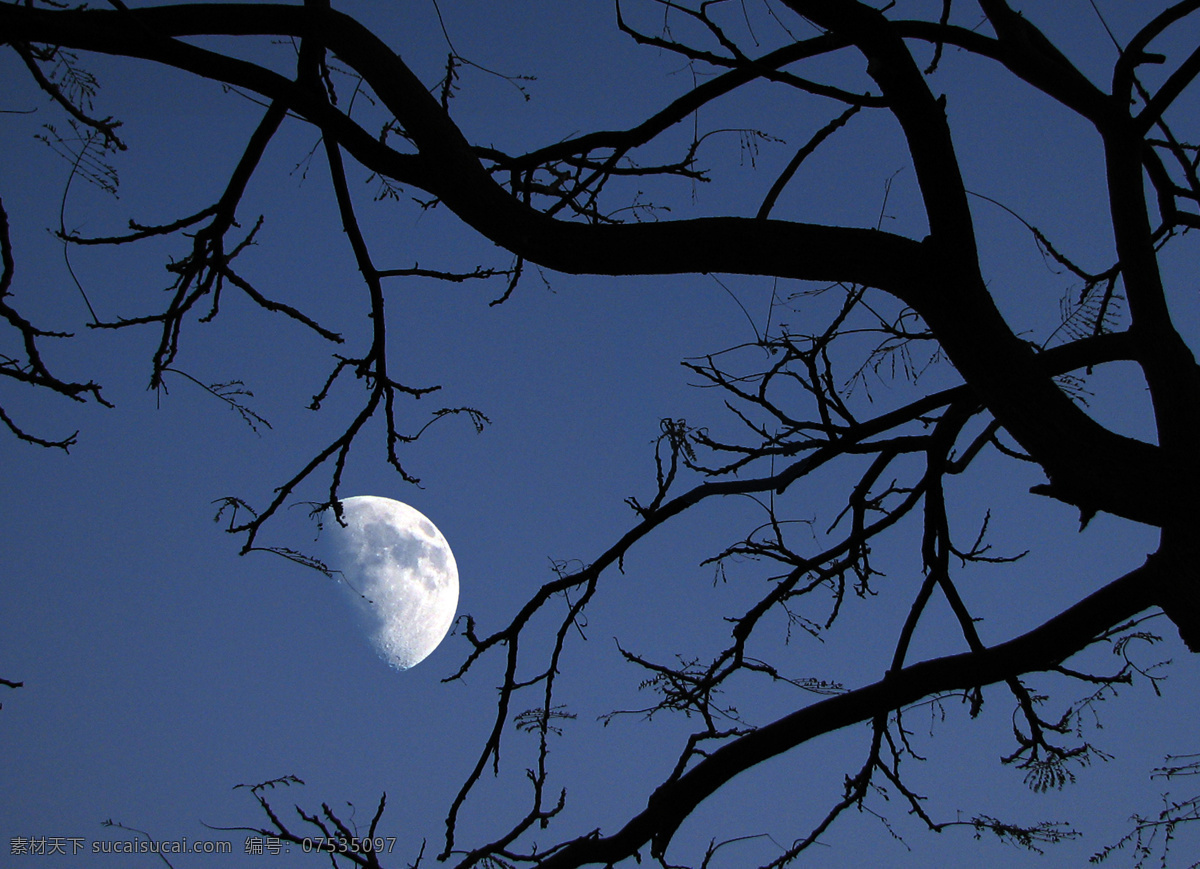 明月 枯树 孤寂 皓月当空 皓月 皎洁 树枝 傍晚 月亮 月影 树影 宁静 城市 夜晚 剪影 自然风景 自然景观 树木树叶 生物世界