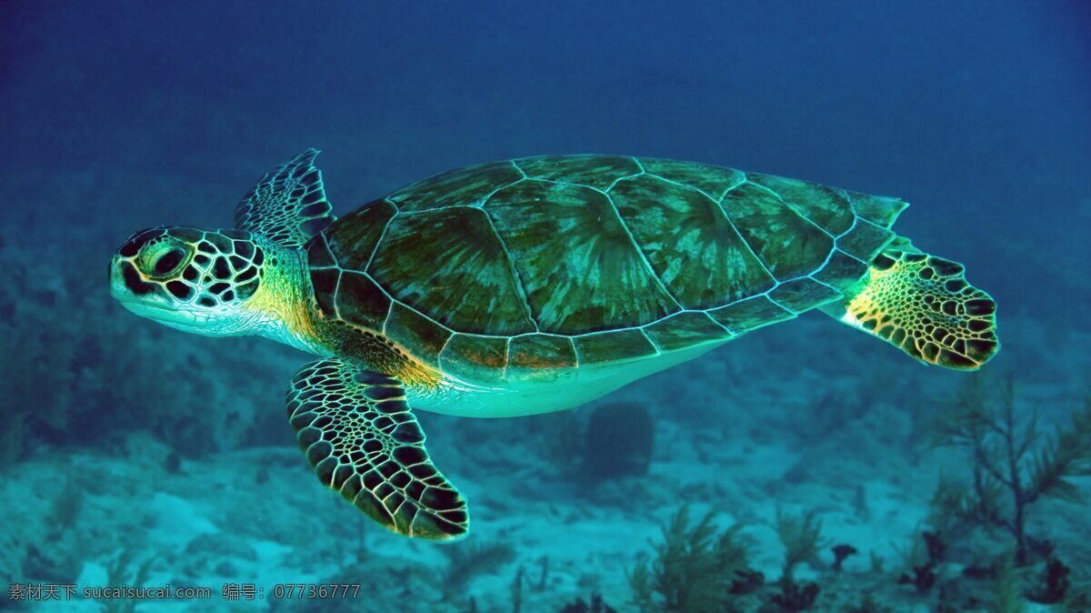 大海龟 海里 海水 水下 水中 惬意 乌龟 龟龟 生物世界 海洋生物