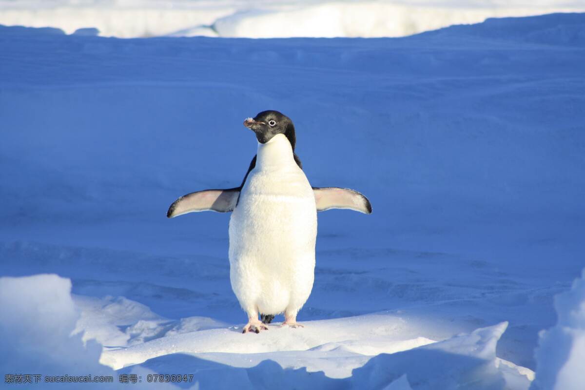 南极企鹅 帝企鹅 野生动物 保护动物 南极动物 企鹅摄影 企鹅特写 企鹅背景 企鹅素材 企鹅照片 生物世界 鸟类