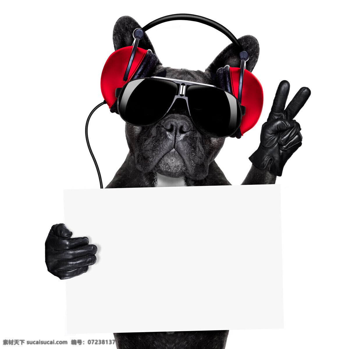 卡片 狗 黑色 耳机 宠物 动物 狗狗图片 生物世界