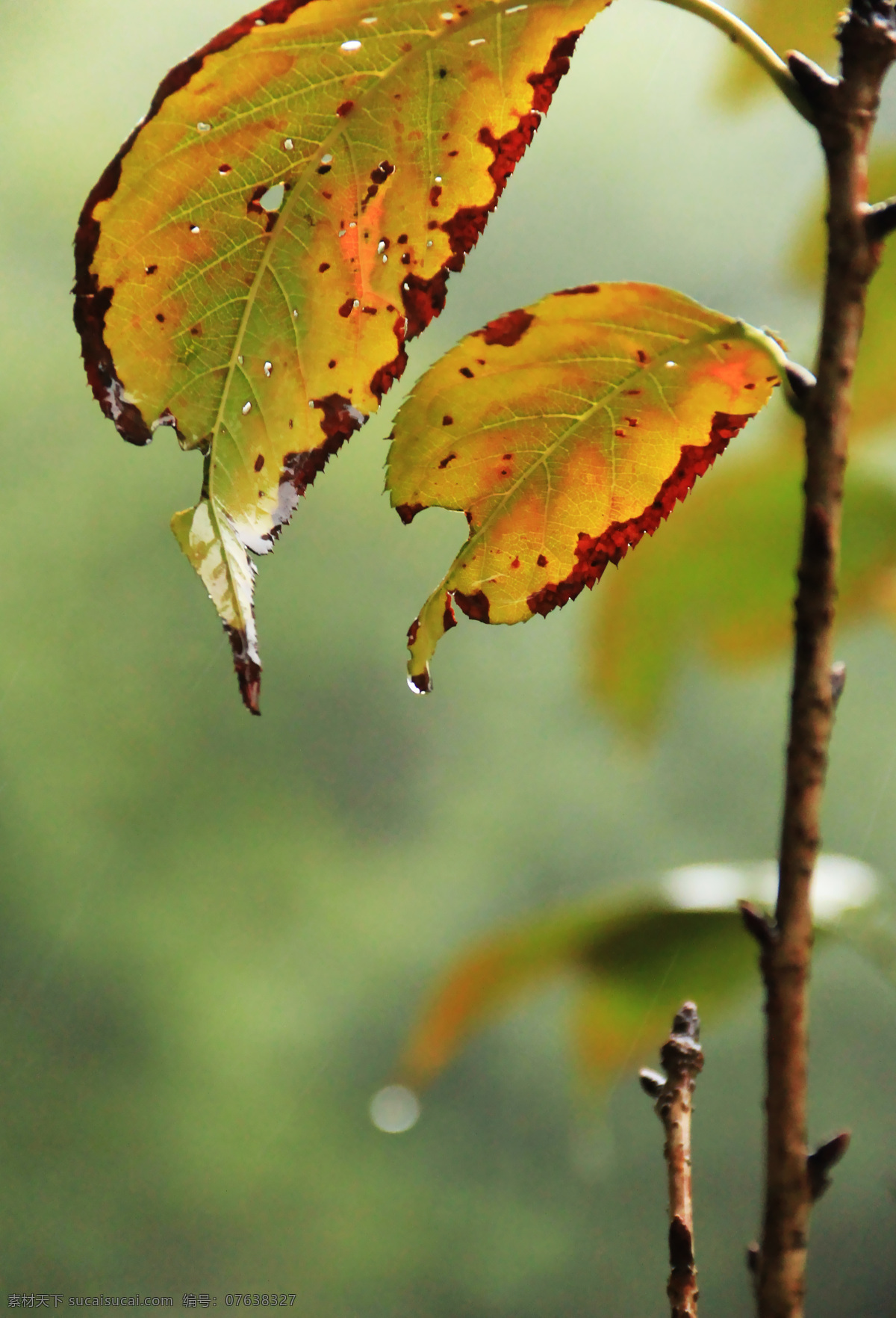 雨 中 枝叶 生物世界 树木树叶 水滴 叶片 雨天 自然植物 雨中的枝叶 微景 psd源文件