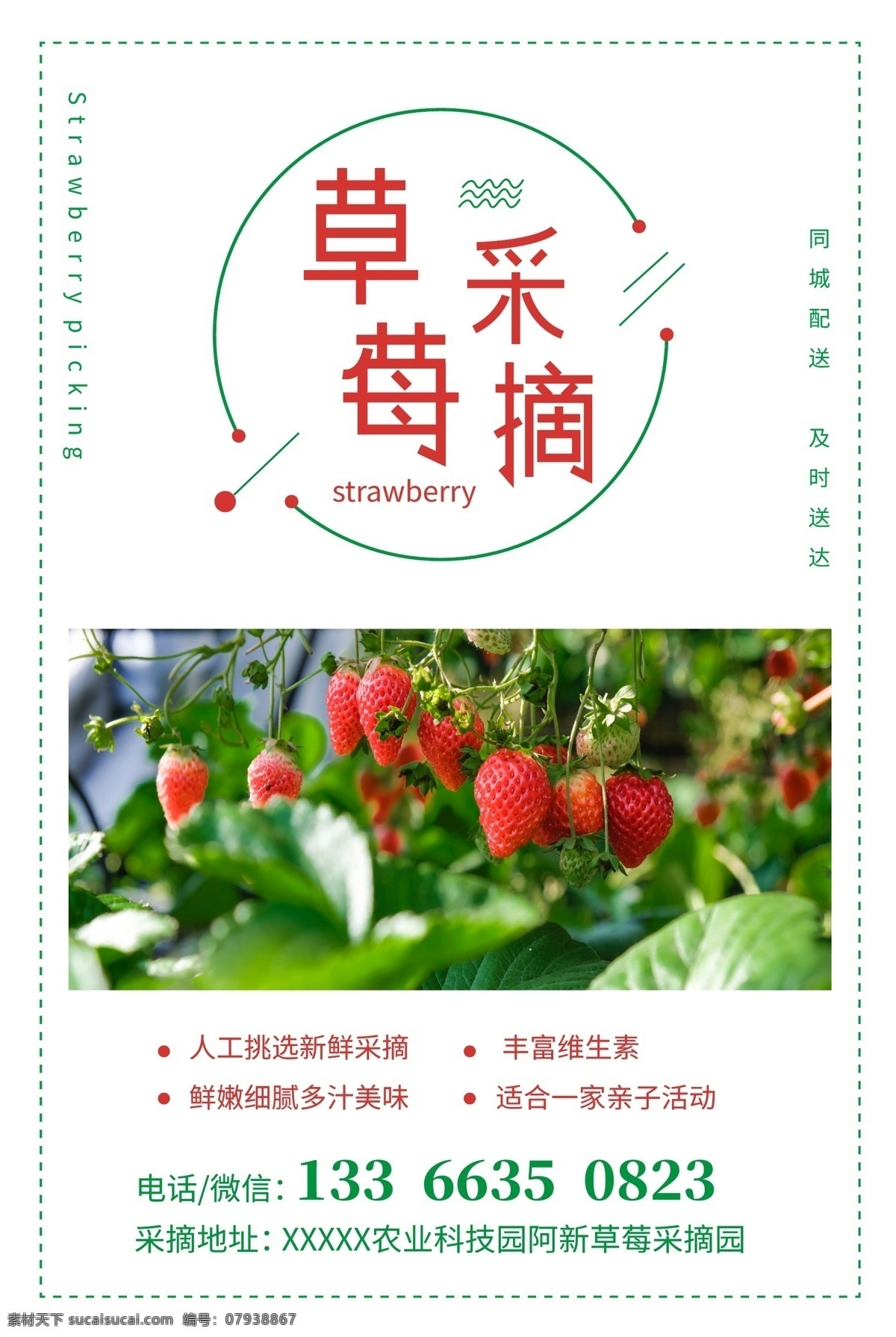 草莓采摘 草莓海报 草莓摄影 草莓园 草莓dm单 草莓草莓