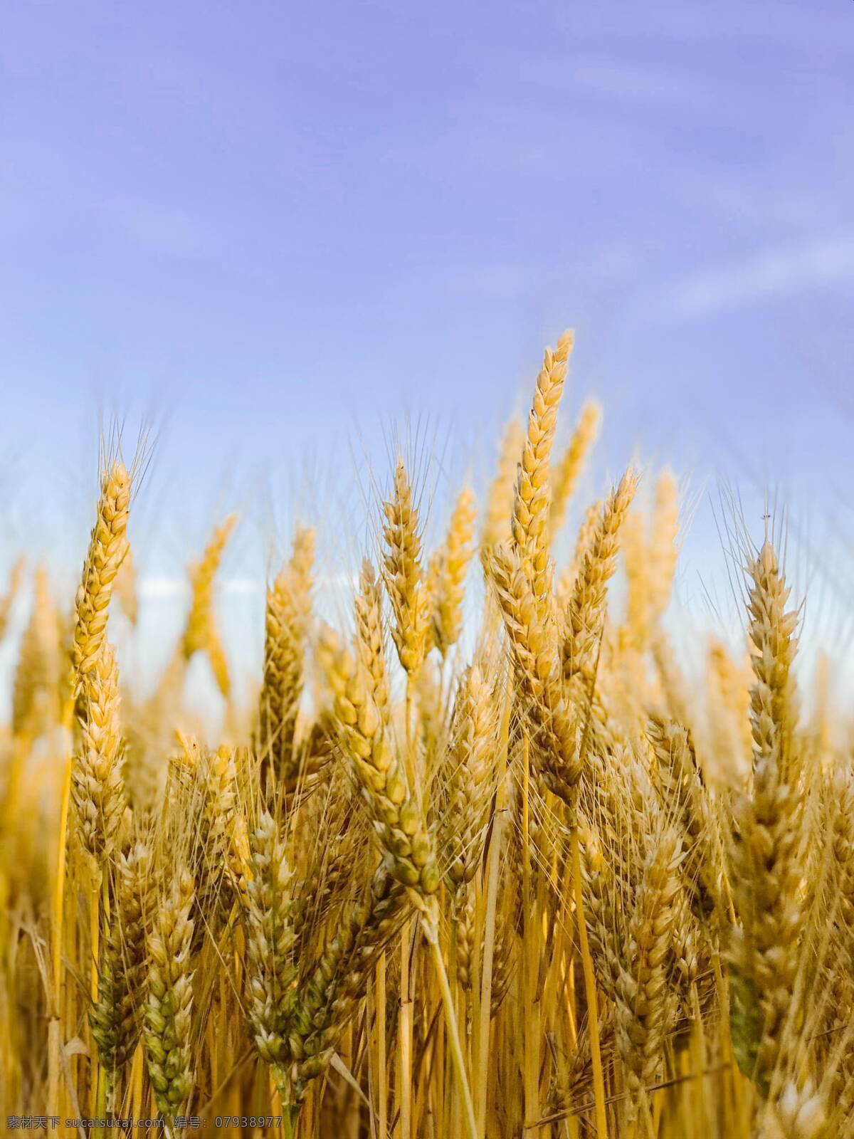 麦子 麦田 麦地 农业 农业生产 收获 农耕 现代科技