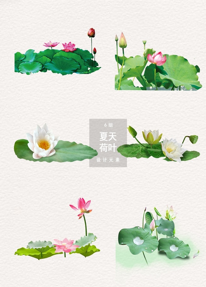 夏天 荷叶 荷花 装饰设计 元素 国画荷花 中国风荷花 荷花花瓣 中秋荷花 荷花图片 工笔荷花 荷花简笔画 荷花鲤鱼 水墨画 水墨荷花 水中荷花 莲花 莲子 花朵 荷花剪纸 古风 手绘荷花荷叶 荷花图 手绘荷花 手绘素材 夏荷 荷花素材 荷叶荷花 荷花夏荷 荷花手绘 荷荷 花鸟鱼虫 动漫动画