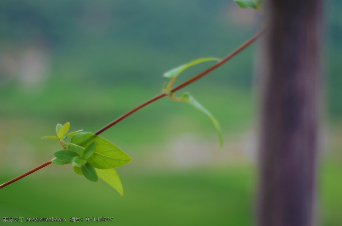 金银花 藤 春天 花草 绿色 生物世界 植物 金银花藤