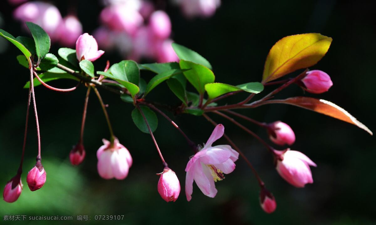 海棠花 春天花朵 海棠 花草 花朵 花蕊 生物世界 棠 花 psd源文件