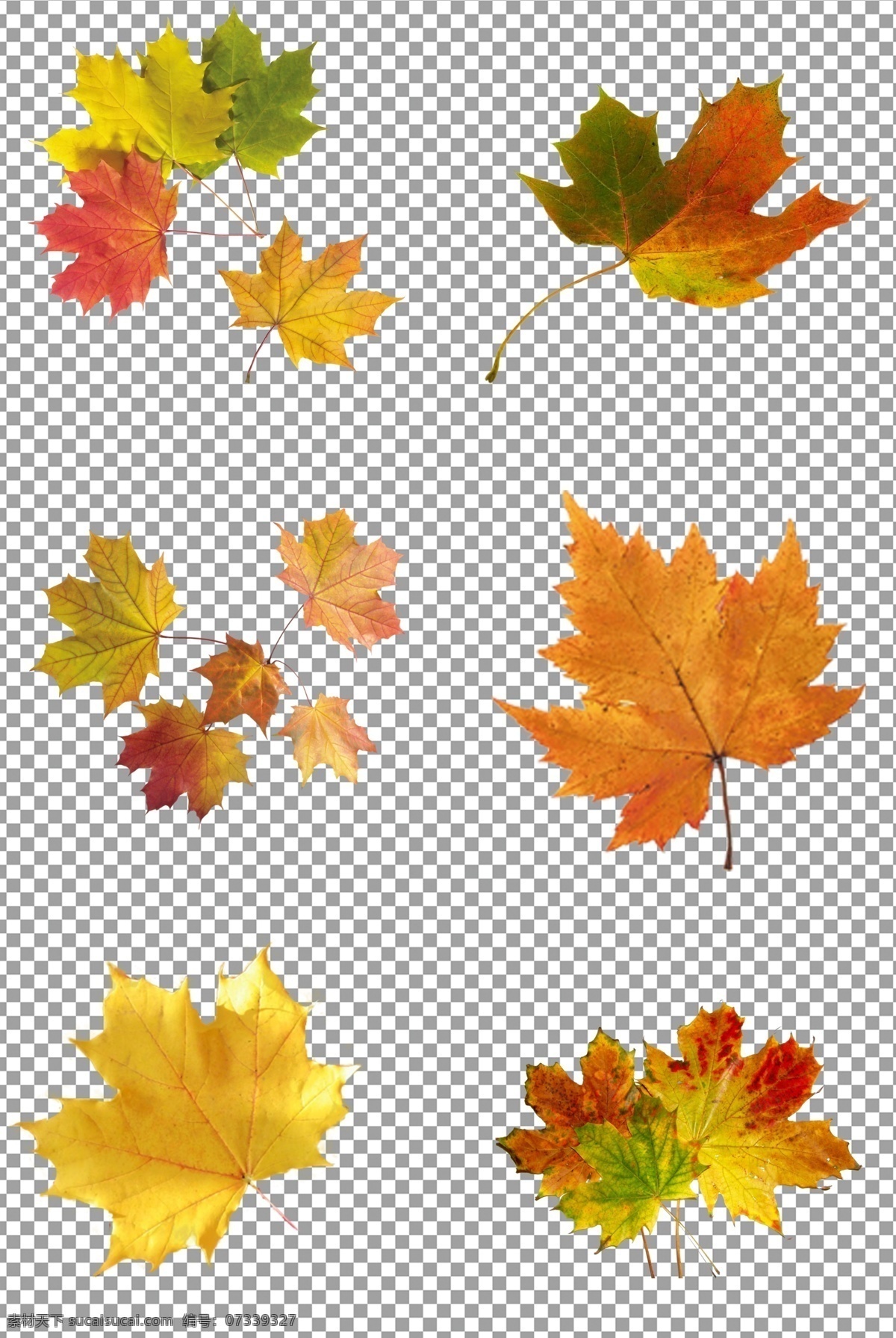 秋天 落叶 红枫叶 树叶 植物 免抠 无背景 免抠图 抠图 元素 透明 通道 png免抠图 分层