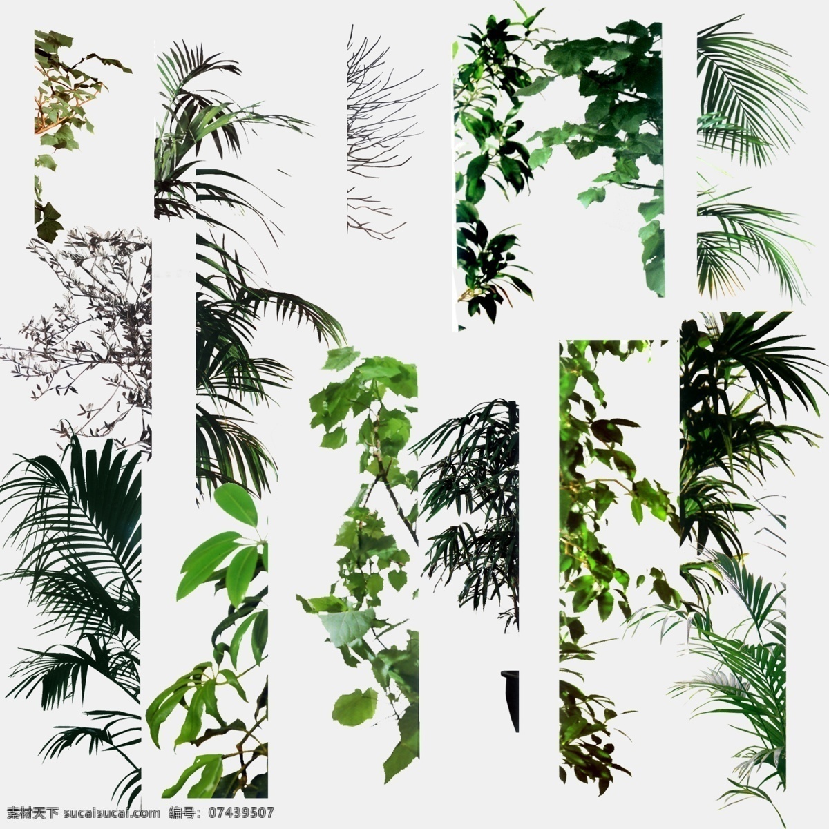 枝叶 枝条 绿叶 树枝 树叶 叶片 叶子 绿植 植物 绿色 草 花草 园艺 园艺植物 分层