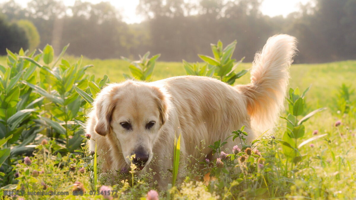 可爱 金毛 犬 高清 草地 草丛 野草