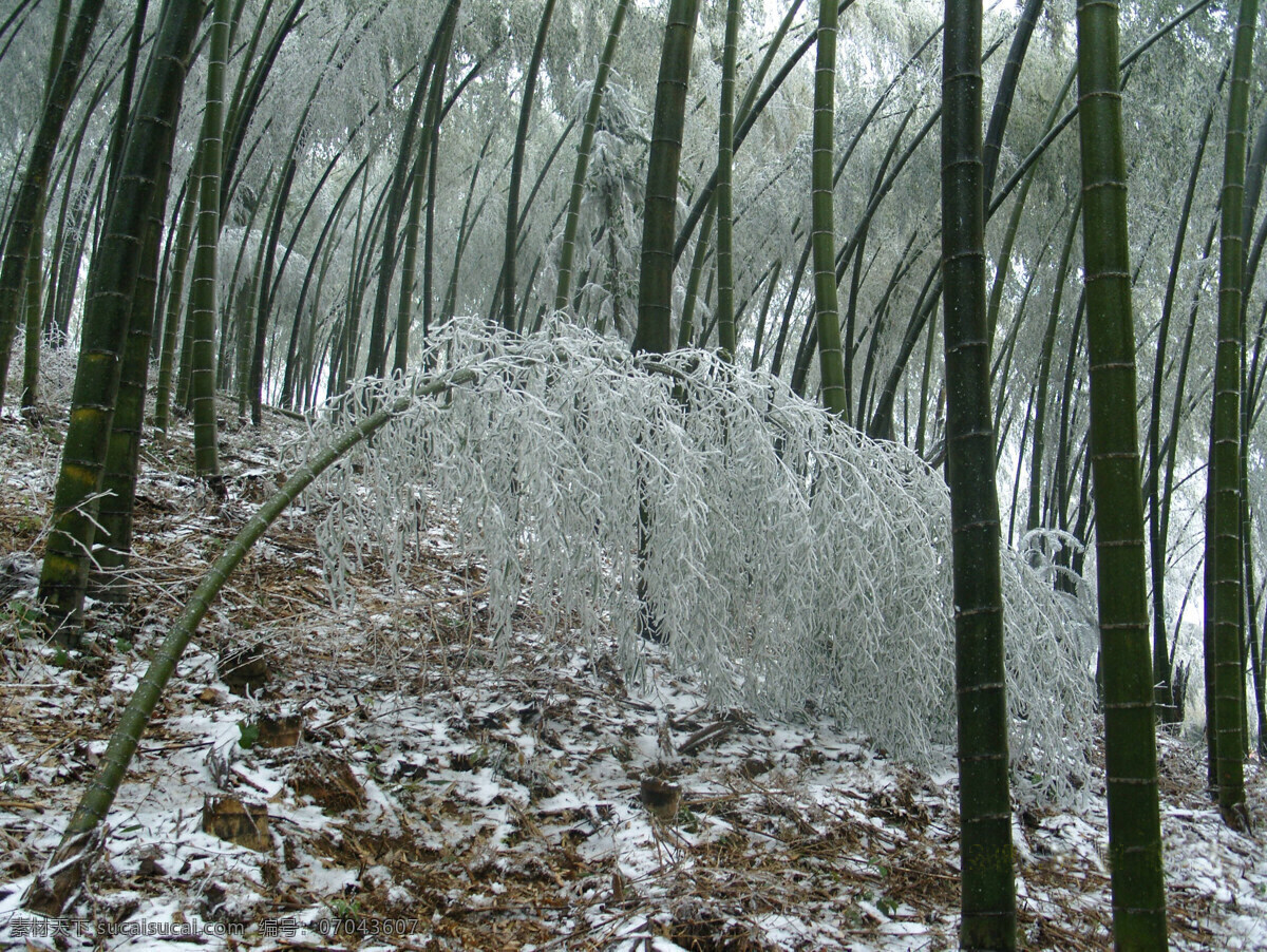 雪 中 竹 山坡 雪地 自然风景 自然景观 雪中竹 弯竹 雪压弯竹 竹海雪林 矢量图 日常生活