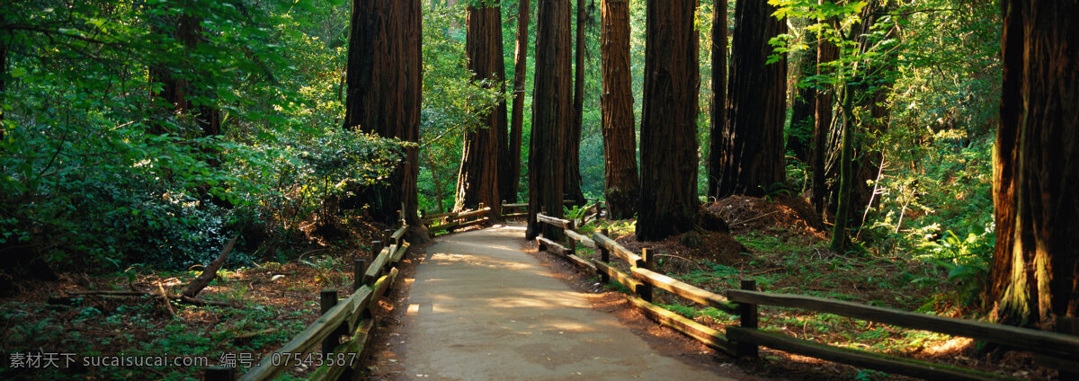 树林 小道 树林小道风景