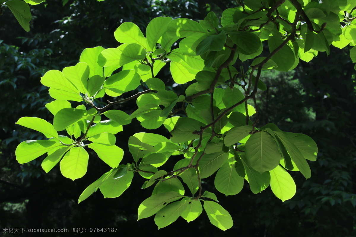玉兰树枝叶 白玉兰树 树枝 嫩叶 枝叶 植物园风景 植物园美景 园林美景 植物 丁香玉兰花 生物世界 花草