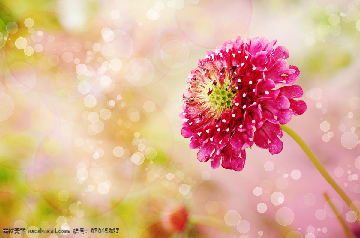 美丽 花朵 梦幻 光斑 背景 梦幻光斑 鲜花 花卉 美丽鲜花 鲜花背景 梦幻背景 底纹背景 底纹边框 花草树木 生物世界