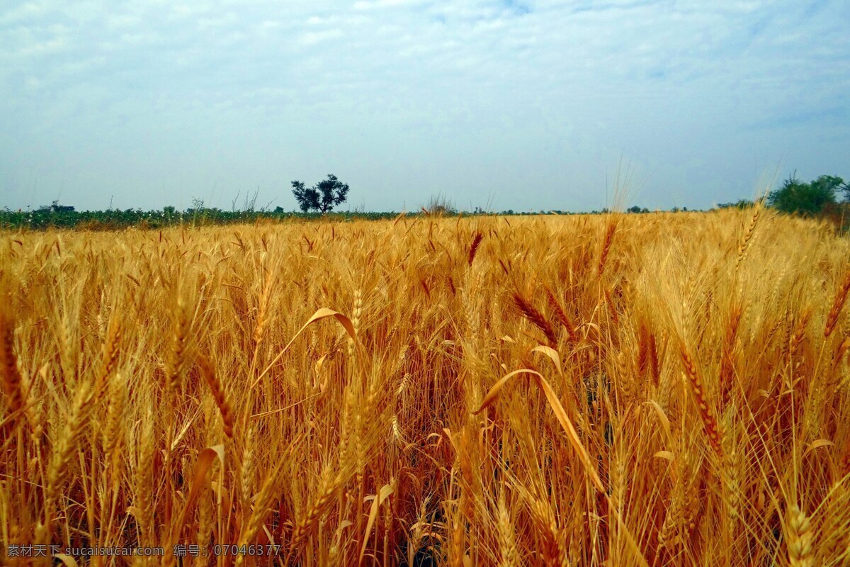金黄的小麦 小麦 麦穗 麦田 生物世界 其他生物