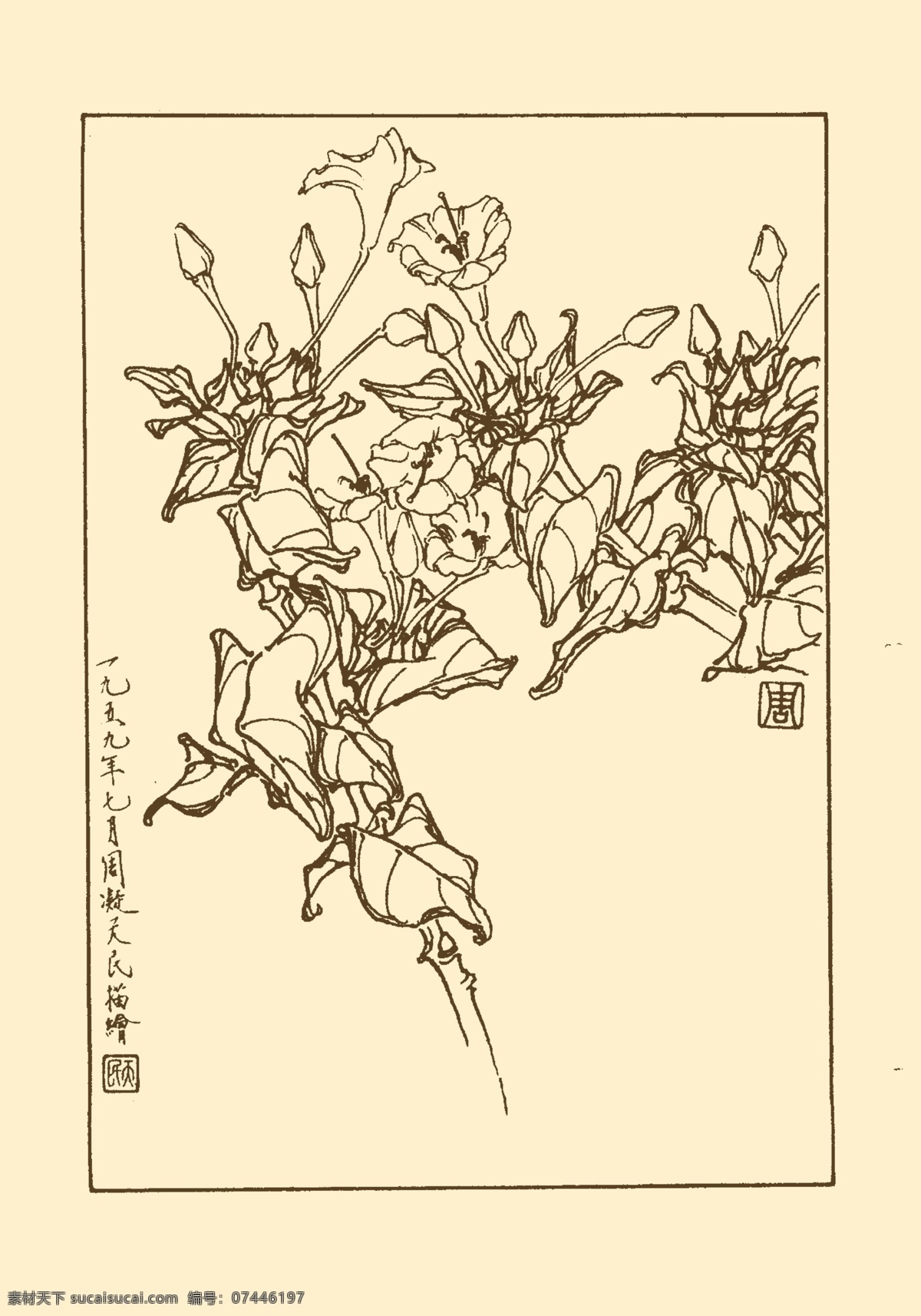 夜来花 白描 花卉 花草 植物 国画 中国画 线画 线稿 花卉白描 分层 源文件