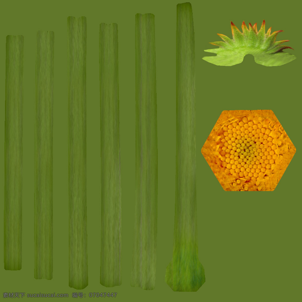 长命菊 黄金盏 officinalis calendula 金盏 菊 植物模型 金盏菊 花卉草 3d模型素材 动植物模型