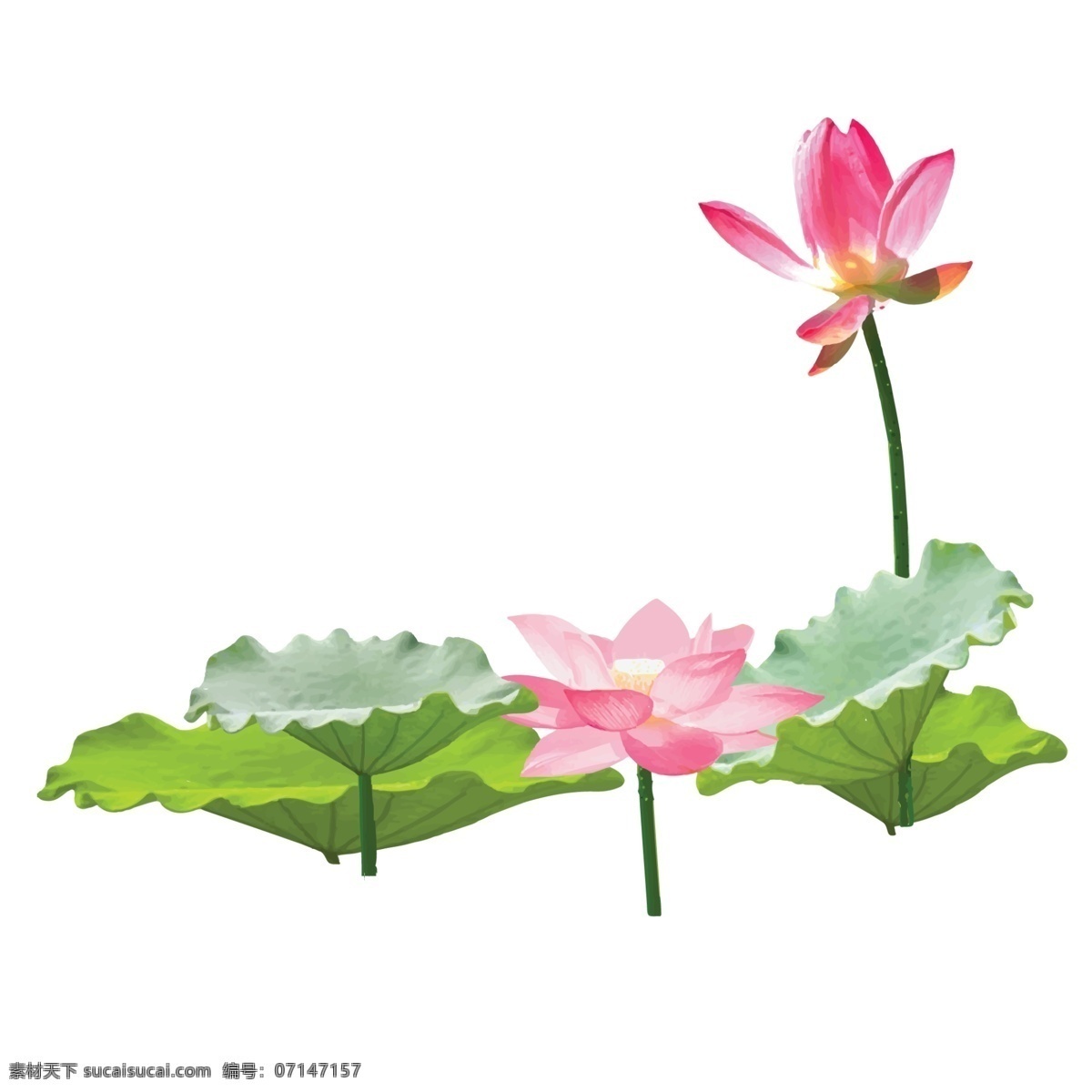 夏季 盛开 荷花 池塘 中 粉色 绿色 荷叶 卡通 白色 莲花 免 抠 图
