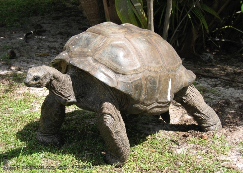 乌龟图片 乌龟 野生动物 保护动物 珍惜动物 鳄龟 大乌龟 生物世界