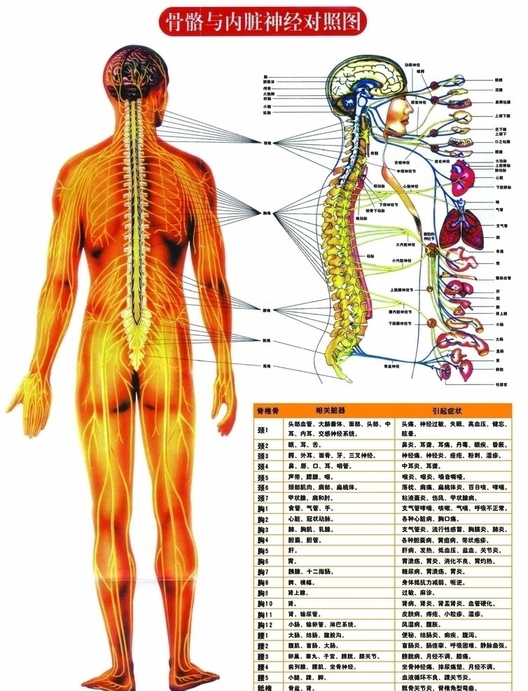 骨骼 内脏 神经 对照 图 自然医学 对照图 全身经络图 各部位名称 火疗 全身器官 分层 源文件