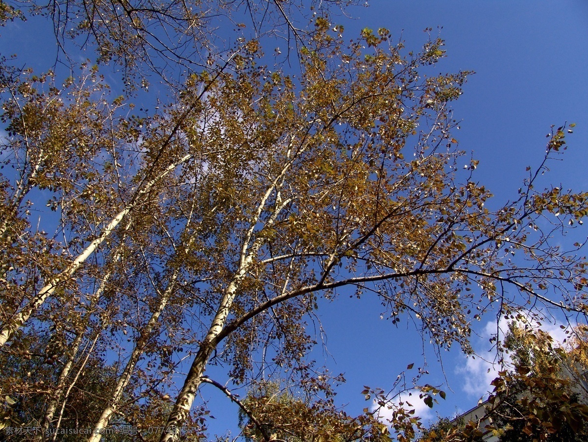 蓝天 白云 梧桐树 美丽树林 大树 树木 树叶 花草树木 自然风光 秋季自然景色 秋天美丽风景 秋天风光 其他风光 风景图片