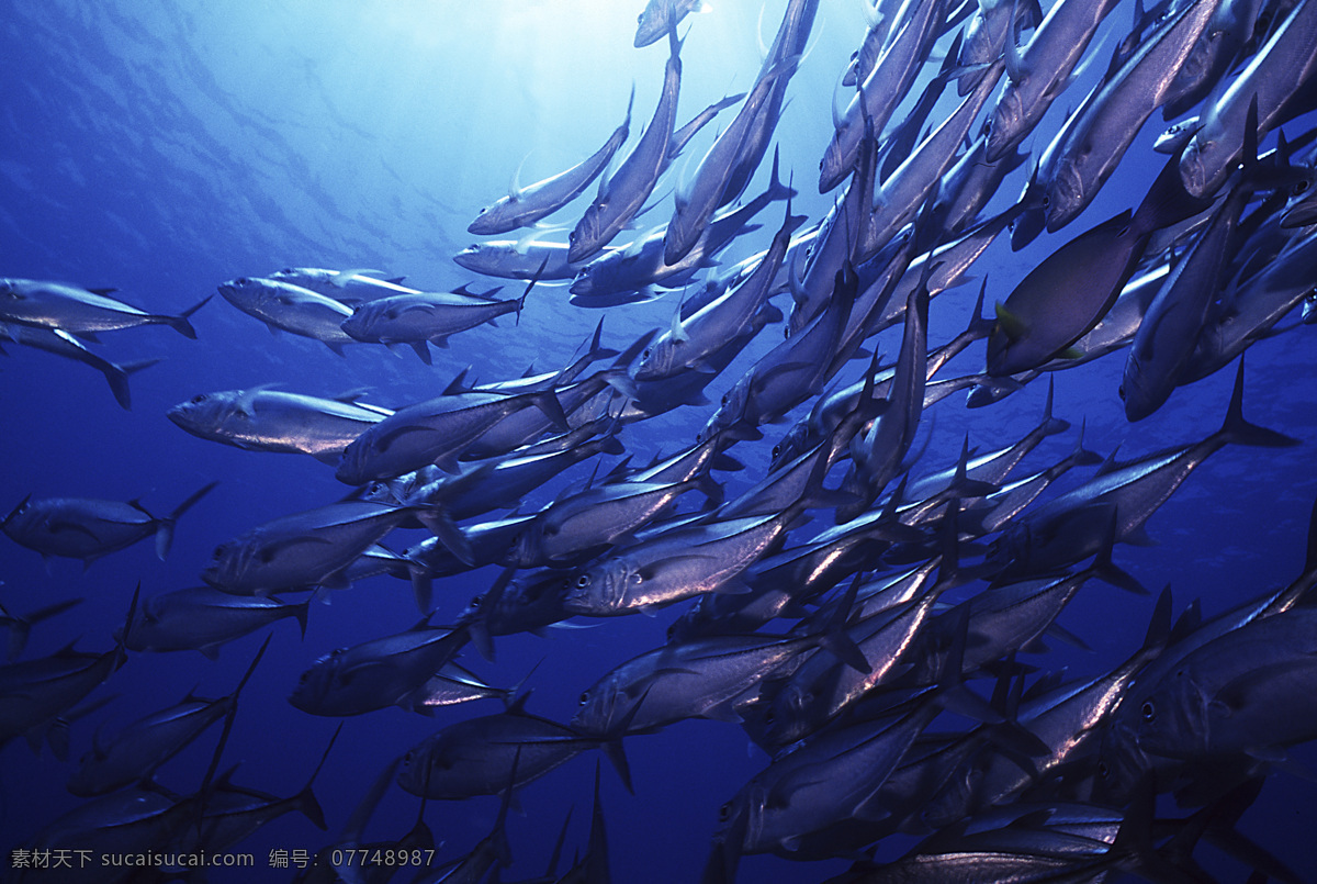 深海鱼群 海底 海鱼 动物 脊椎动物 大海 鱼类 马鲛鱼 鲅鱼 生物世界 海洋生物 海洋鱼类 摄影图库
