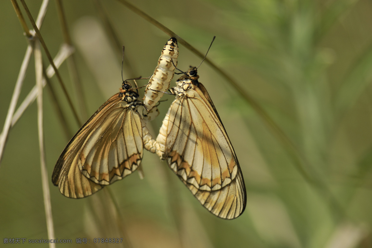 树枝上的飞蛾 飞蛾 蝴蝶 美丽蝴蝶 动物昆虫 蝴蝶摄影 动物图片 昆虫世界 生物世界 黄色